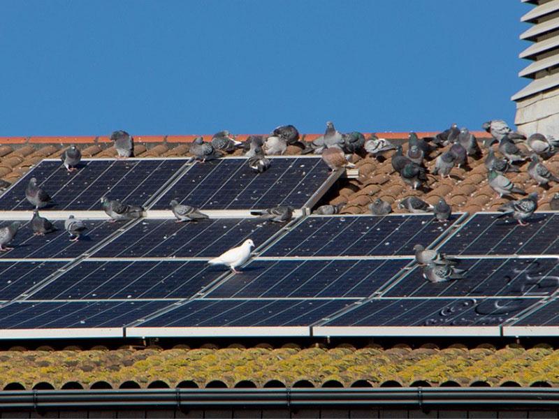 Solar Panel Bird Proofing Scotland Logo