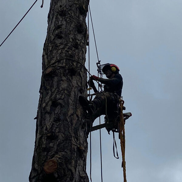 Toby Stone Tree Surgeon Ltd | Tree Surgeon in Bromley logo